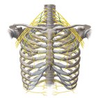 Long thoracic nerve