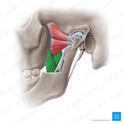 Medial pterygoid muscle (Musculus pterygoideus medialis); Image: Paul Kim