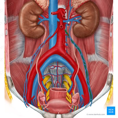 Left ovarian artery (Arteria ovarica sinistra); Image: Irina Münstermann