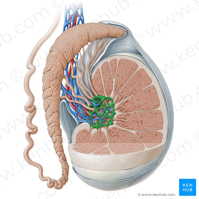 Rede do testículo (Rete testis); Imagem: Paul Kim