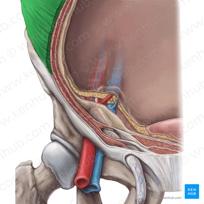 Músculo oblíquo externo do abdome (Musculus obliquus externus abdominis); Imagem: Hannah Ely