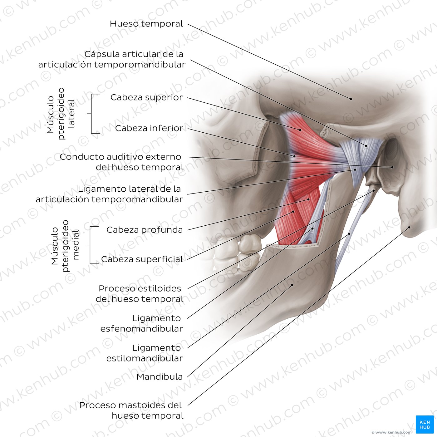 Visión general de la articulación temporomandibular