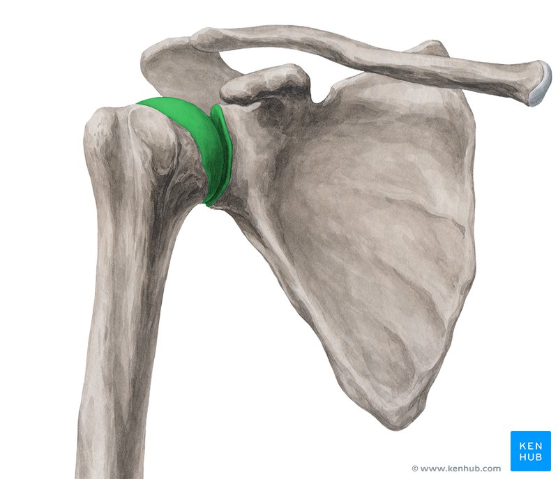 Glenohumeral joint (Articulatio glenohumeralis)