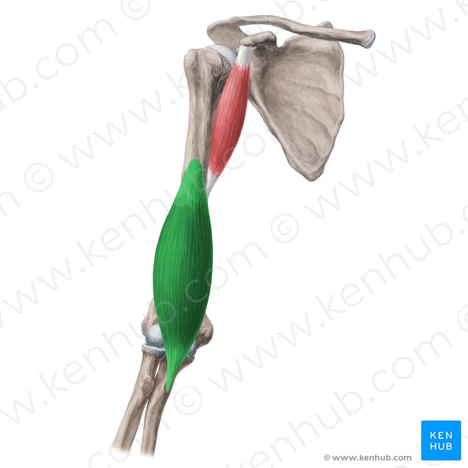 Musculus brachialis (Oberarmmuskel); Bild: Yousun Koh