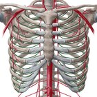 Arteries and veins of the thoracic wall