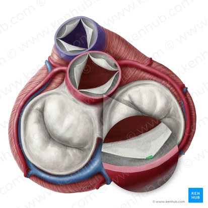 Nodules of semilunar leaflets of aortic valve (Noduli valvularum semilunarium valvae aortae); Image: Yousun Koh