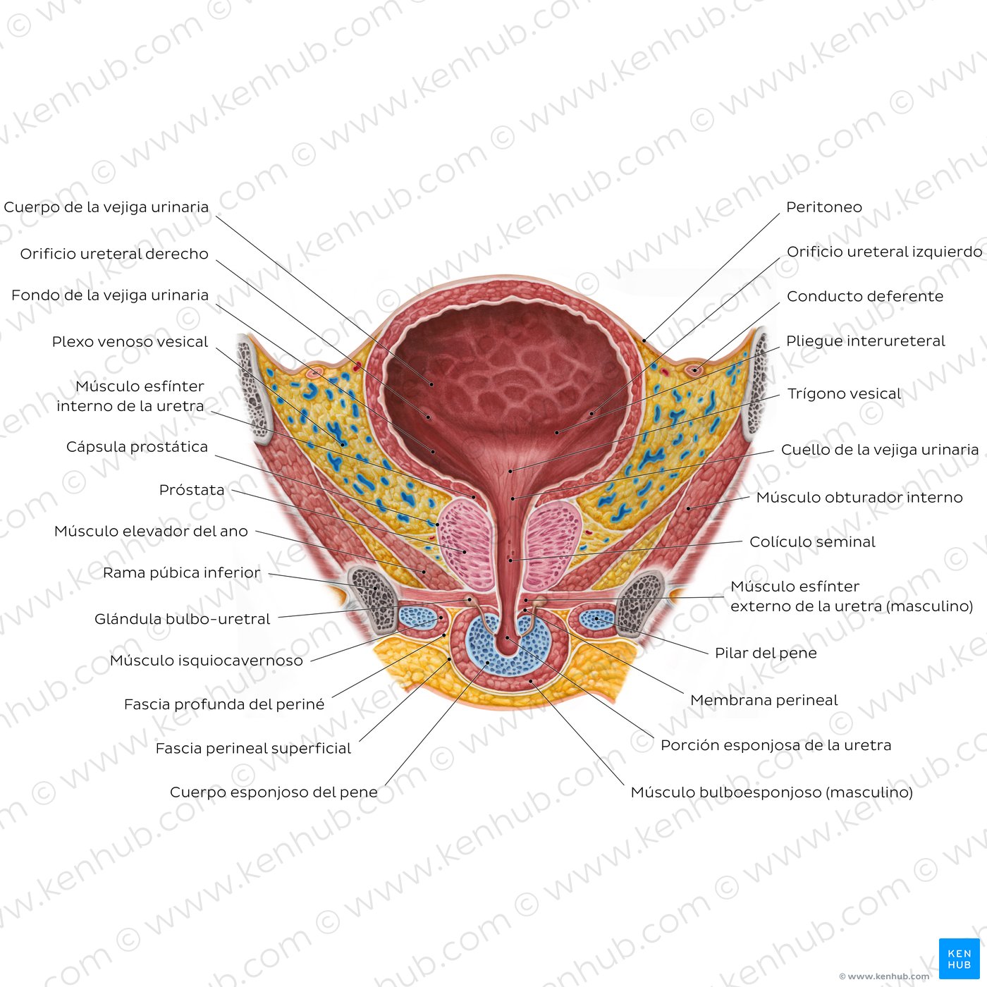 Corte coronal de la vejiga urinaria masculina