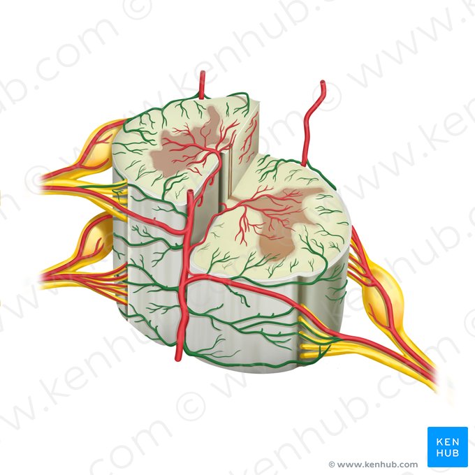 Plexo arterial (Vasocorona arterialis); Imagem: Rebecca Betts