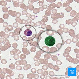 Types of cells in the human body: Histology | Kenhub