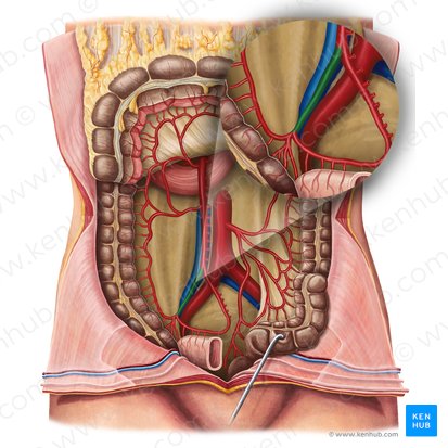 Arteria ileocolica (Krummdarm-Dickdarm-Arterie); Bild: Irina Münstermann