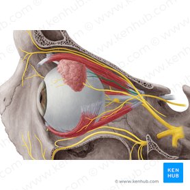 Ramo superior do nervo oculomotor (Ramus superior nervi oculomotorii); Imagem: Yousun Koh