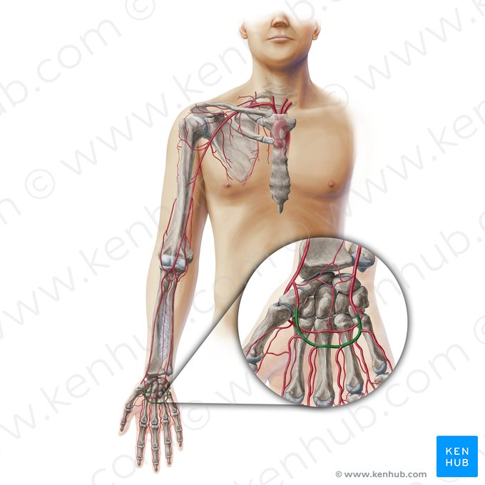 Superficial palmar arch (Arcus palmaris superficialis); Image: Paul Kim