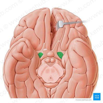 Substantia perforata anterior (Vordere perforierte Substanz); Bild: Paul Kim