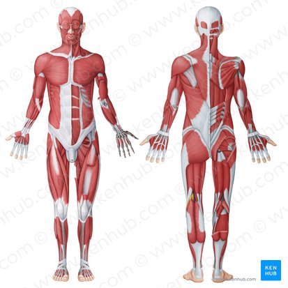 Sistema muscular (Muscular system); Imagem: Irina Münstermann
