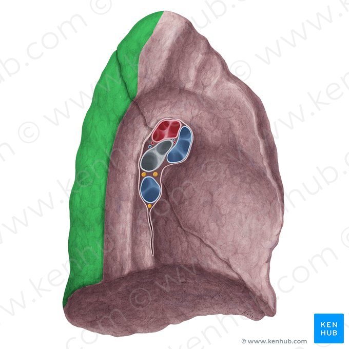 Superfície vertebral do pulmão esquerdo (Facies vertebralis pulmonis sinistri); Imagem: Yousun Koh