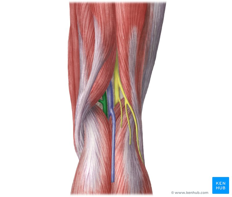 Popliteal artery - dorsal view