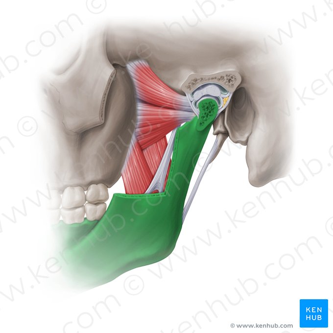 Mandible (Mandibula); Image: Paul Kim