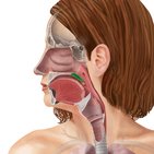 Soft palate