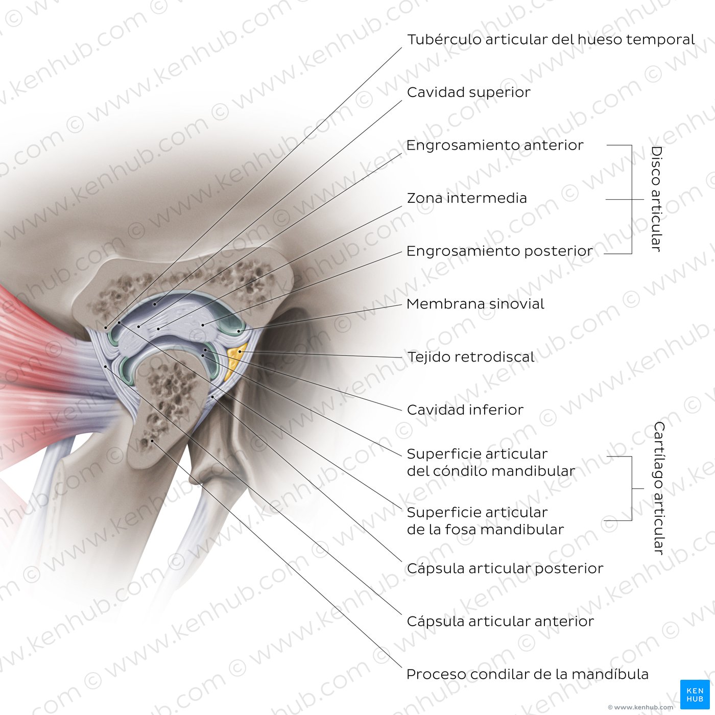 Cápsula de la articulación temporomandibular