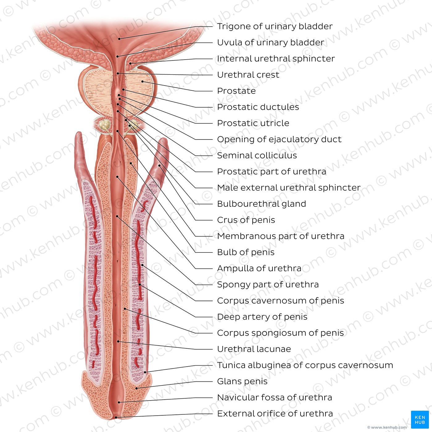 Male Reproductive Organs Labelled