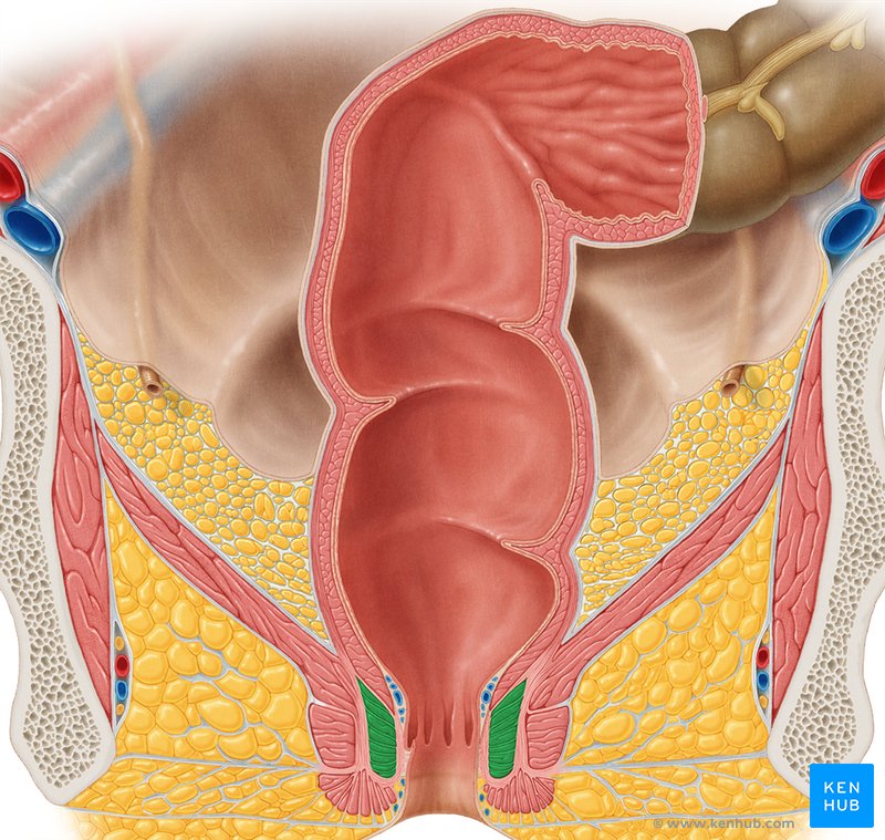 External anal sphincter (Musculus sphincter ani externus)