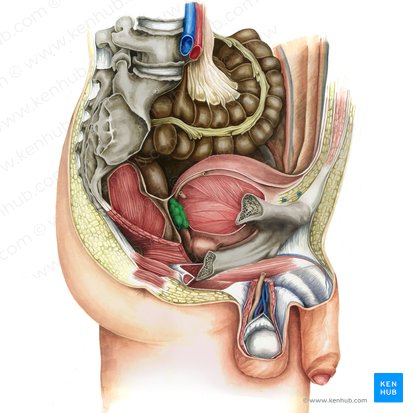 Seminal gland (Glandula seminalis); Image: Irina Münstermann