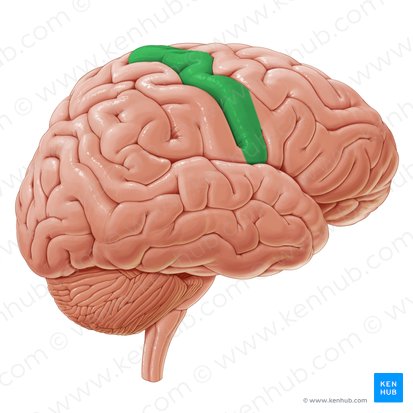 Gyrus precentralis (Vordere Zentralwindung); Bild: Paul Kim