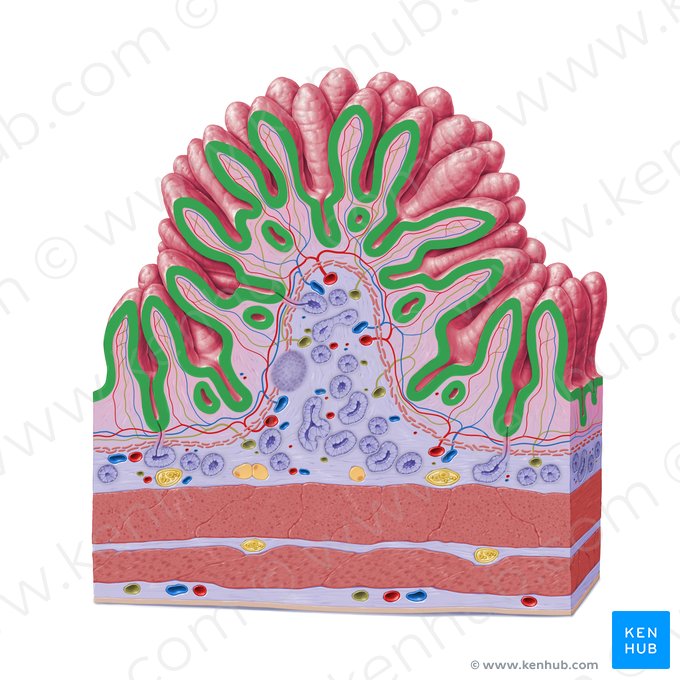 Epitelio cilíndrico simple (con borde en cepillo) (Epithelium simplex columnare microvillosum); Imagen: Paul Kim