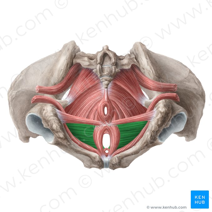 Músculo transverso profundo do períneo (feminino) (Musculus transversus profundus perinei (femininus)); Imagem: Liene Znotina