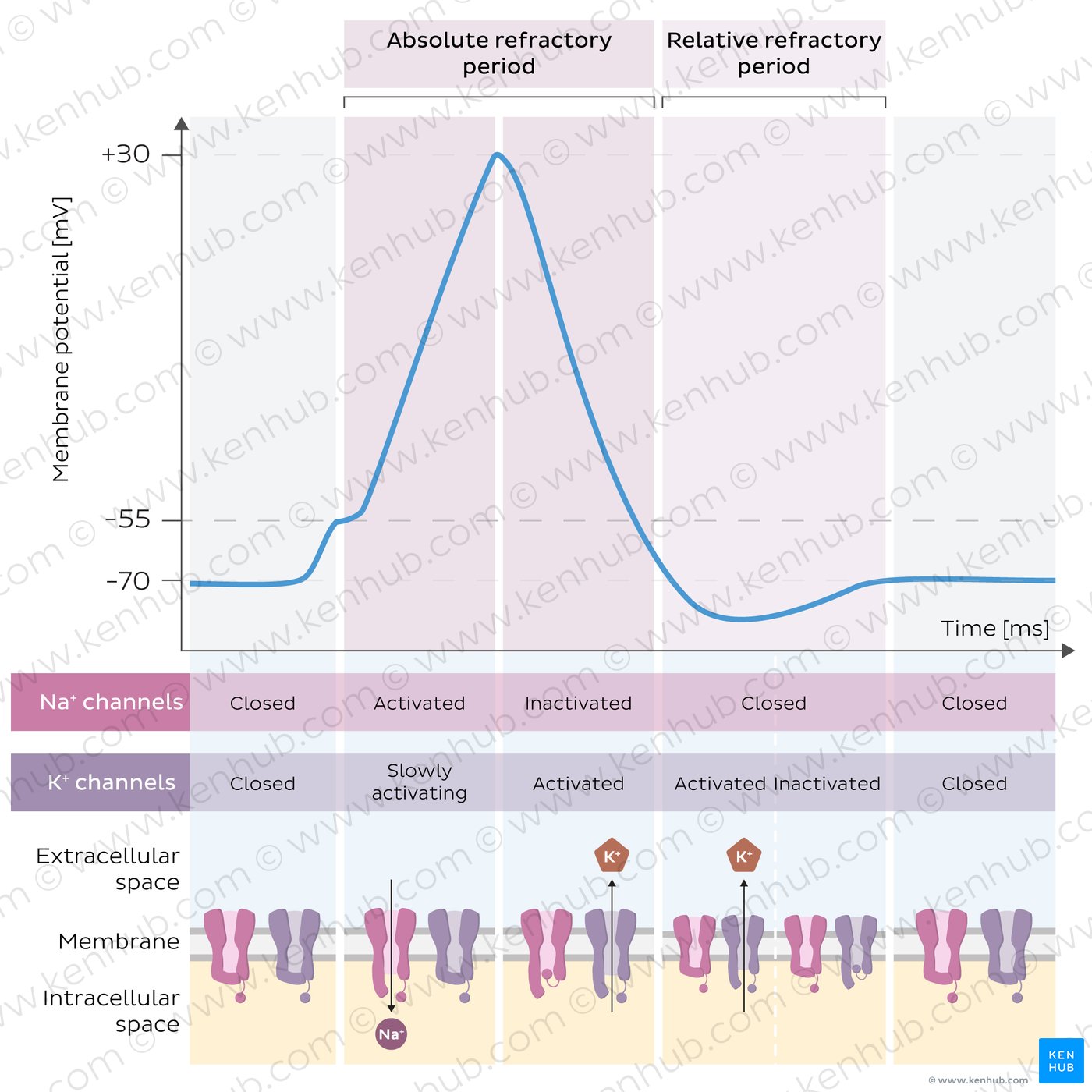Absolute and relative refractory periods and the respective activity of voltage-gated ion channels.