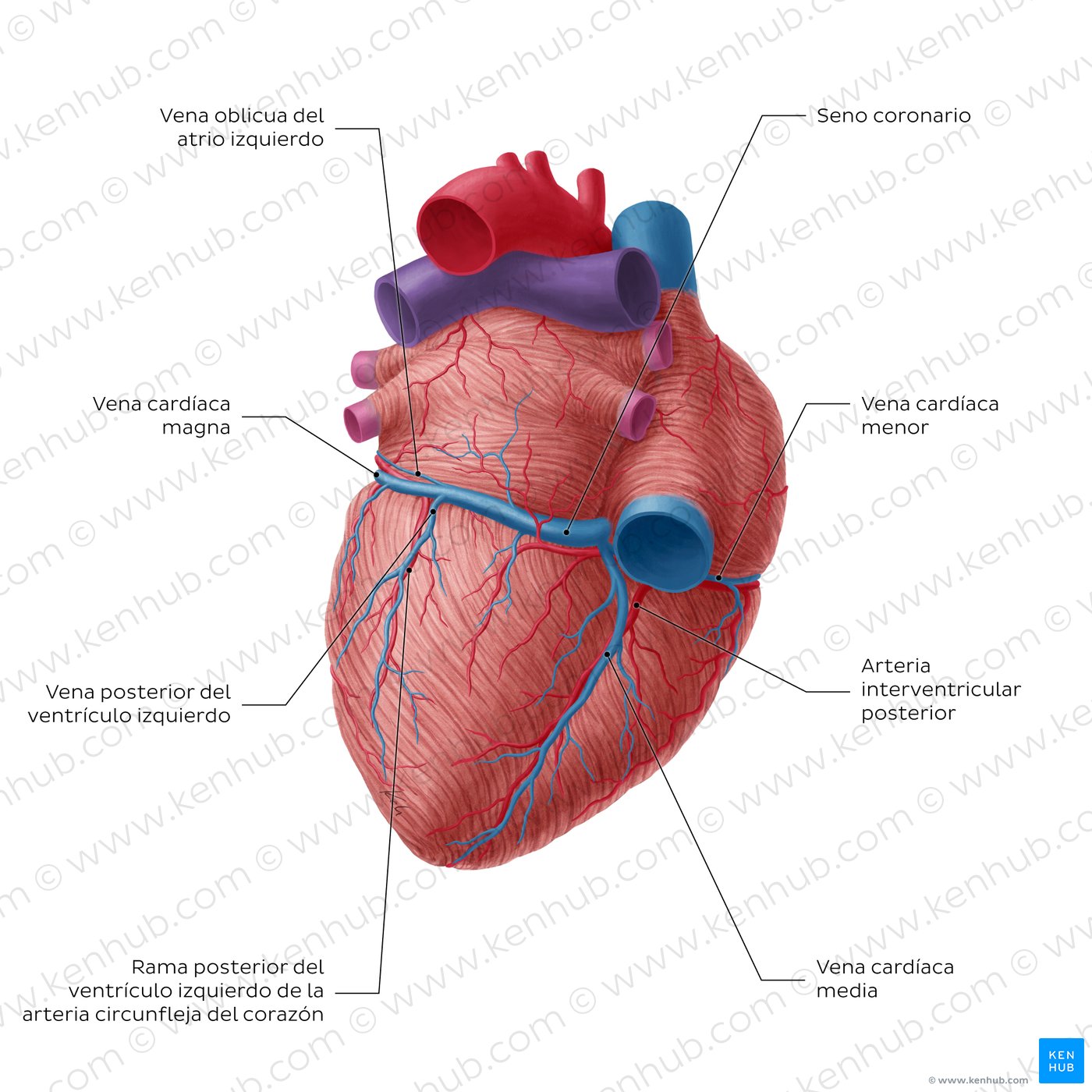 Coronary circulation posterior view (diagram)