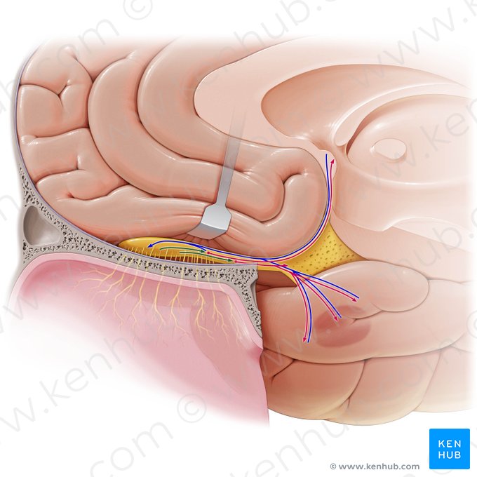 Neurofibrae afferentes tracti olfactorii (Afferente Nervenfasern der Riechbahn); Bild: Paul Kim