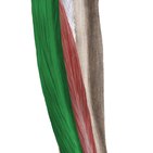 Músculo extensor longo dos dedos 