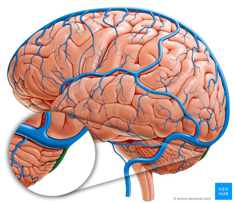 Occipital sinus (Sinus occipitalis)