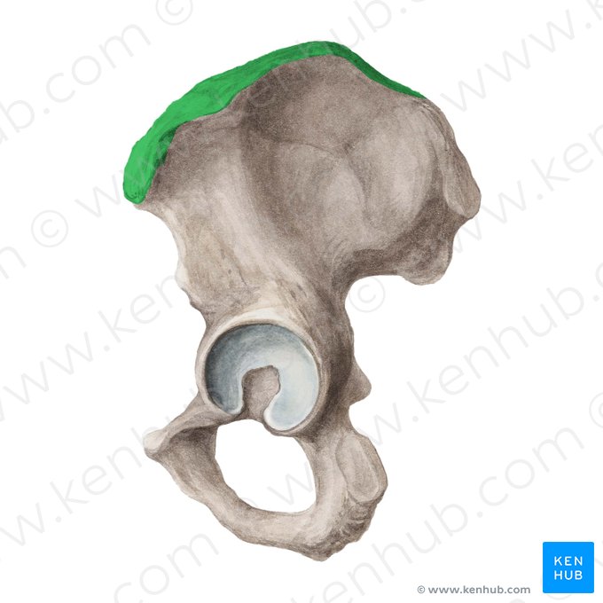 Iliac crest (Crista iliaca); Image: Liene Znotina