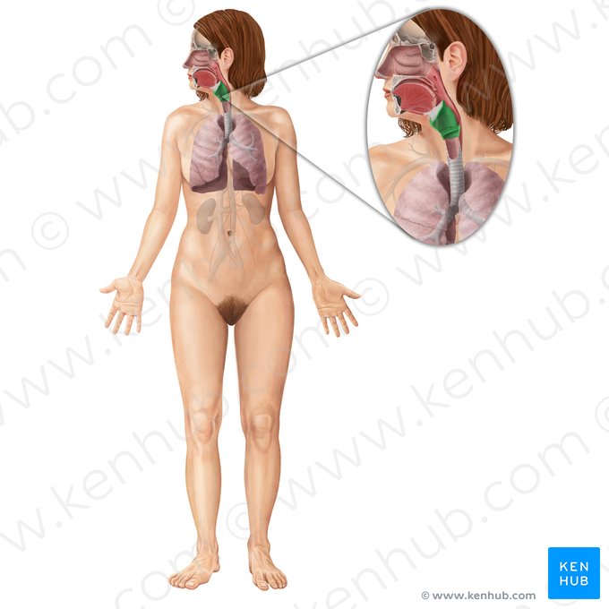 Larynx; Image: Begoña Rodriguez