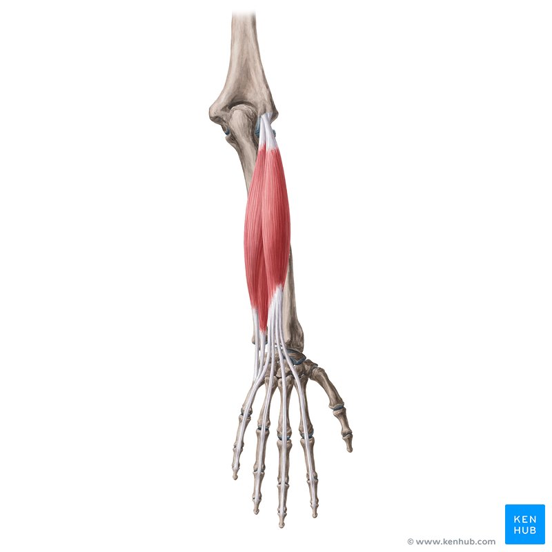 Superficial posterior forearm muscles: brachioradialis, extensor carpi radialis longus, extensor carpi radialis brevis, extensor digitorum, extensor carpi ulnaris and extensor digiti minimi