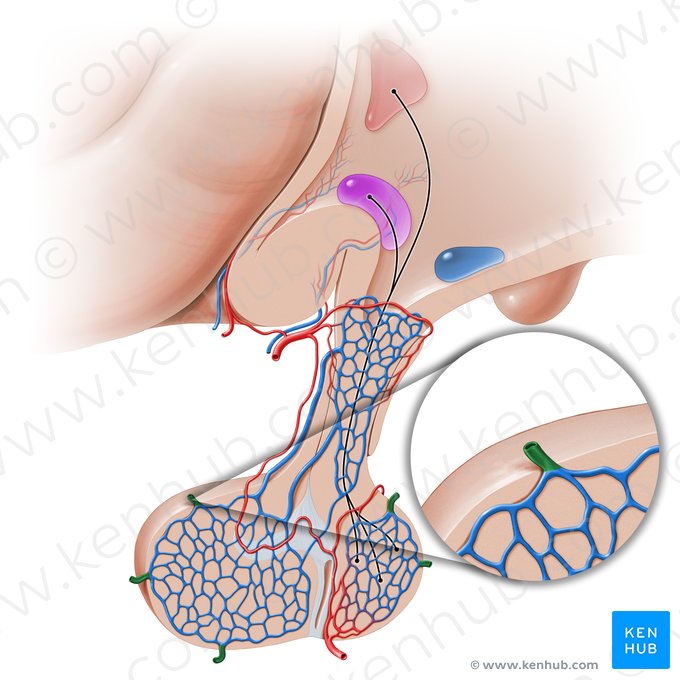 Veias hipofisárias (Venae hypophysiales); Imagem: Paul Kim