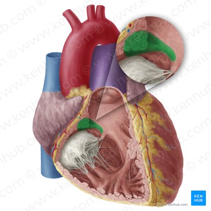 Cresta supraventricular (Crista supraventricularis); Imagen: Yousun Koh