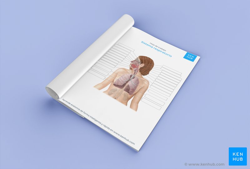 Pon a prueba tu conocimiento sobre el sistema respiratorio con nuestros ejercicios para practicar (descárgalo a continuación)