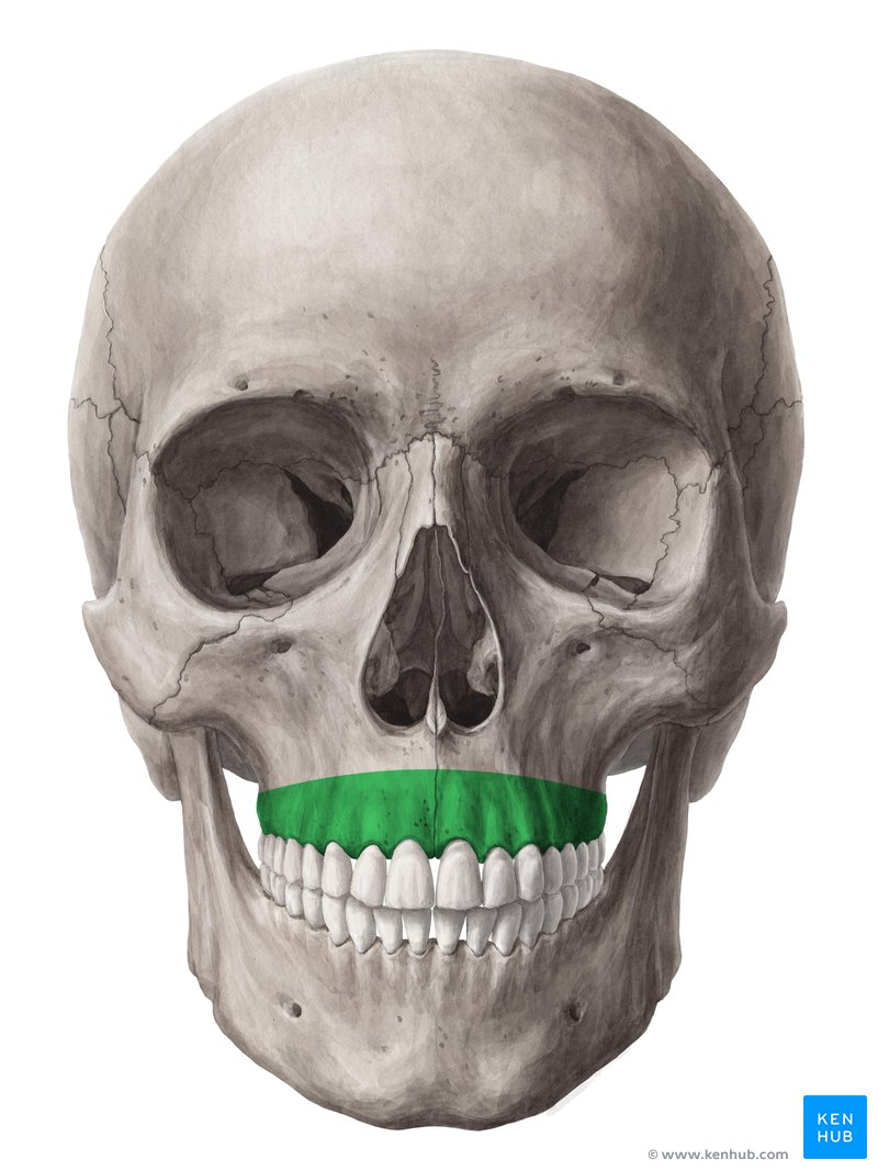 Alveolar process of the maxilla - Anterior view