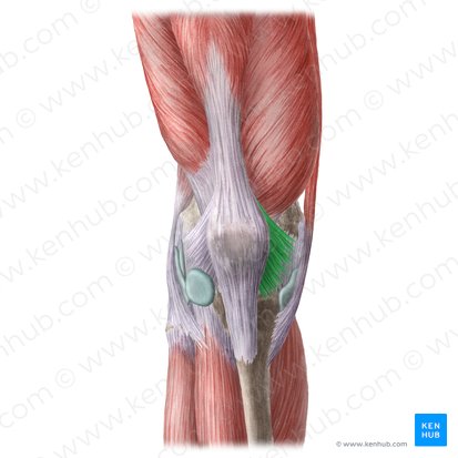 Retinaculum patellae mediale (Innerer Kniescheibenzügel); Bild: Liene Znotina