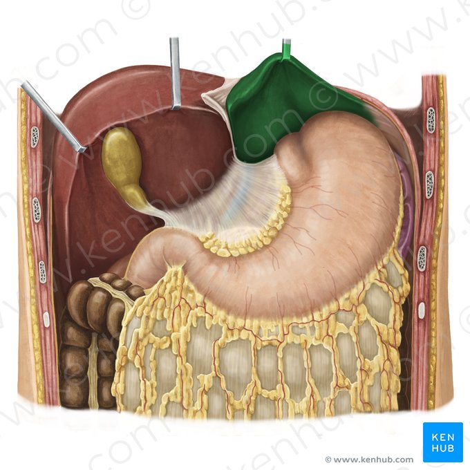 Left lobe of liver (Lobus sinister hepatis); Image: Irina Münstermann