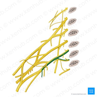 Nervio cutáneo medial del antebrazo (Nervus cutaneus medialis antebrachii); Imagen: Begoña Rodriguez