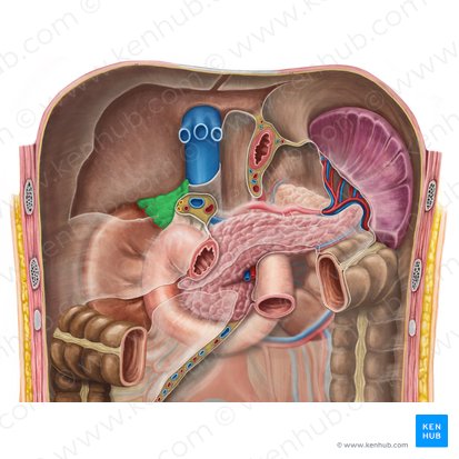 Glândula suprarrenal direita (Glandula suprarenalis dextra); Imagem: Irina Münstermann