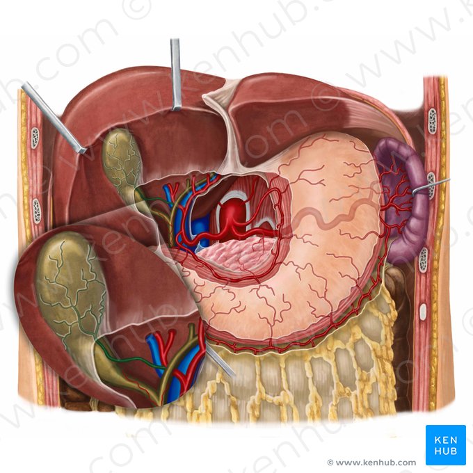 Cystic artery (Arteria cystica); Image: Irina Münstermann