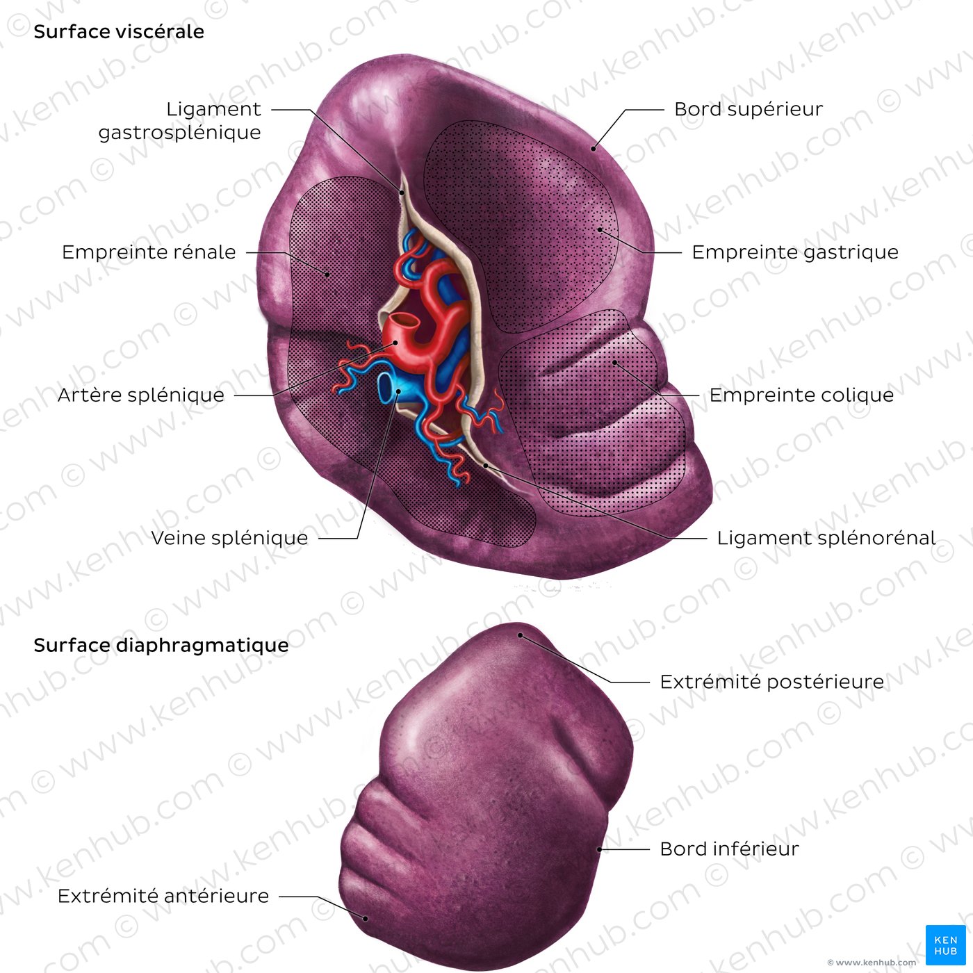 Schéma de l’anatomie de surface de la rate
