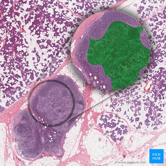 Médula del gánglio linfático (Medulla nodi lymphoidei); Imagen: 