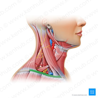 Clavícula (Clavicula); Imagen: Paul Kim