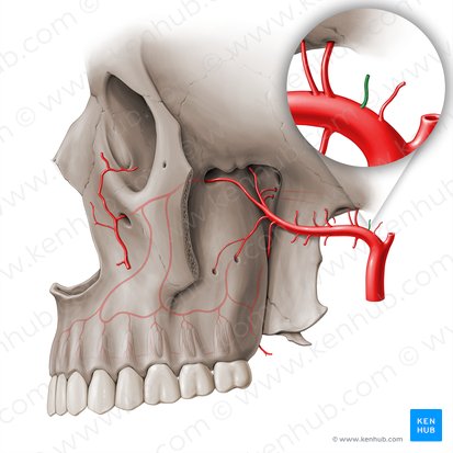 Artéria timpânica anterior (Arteria tympanica anterior); Imagem: Paul Kim